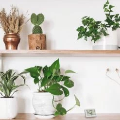 TFA Thermo-Hygrometer 30.5055.02, Innen, Digital, Weiß 9 TFA Thermo-Hygrometer 30.5055.02, Innen, Digital, Weiß -Heimtextilien 46bcef221250c3b0ffba0ab066a030d9032bbcdf thermo hygrometer tfa 30.5055.02 innen