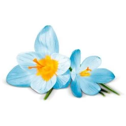 Airwick Premium Duftspray Pure Frühlingsfrische -Heimtextilien df43010d1c3bee569cdb89ad8e21646438b6fe07 raumduft airwick pure 250 ml